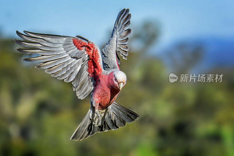 飞行杆(Eolophus roseicapilla)